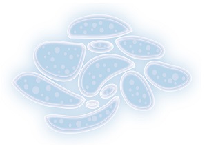 Mycoplasma Scavenger
